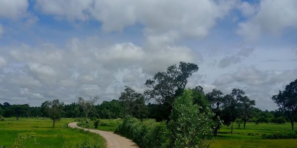 Panoramic shot of trees on field against sky