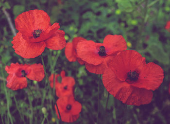 Close-up of red poppy flowers in park