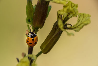 Close-up of ladybug on flower