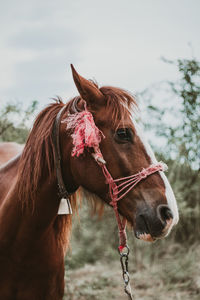 Close-up of a horse on field