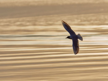 Seagull flying over sea