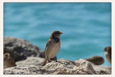 Bird perching on rock