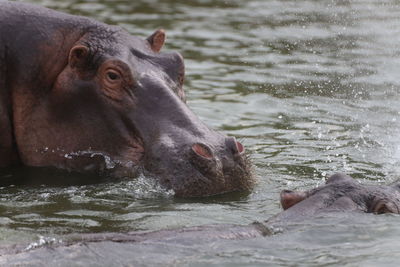 View of hippopotamus swimming in lake
