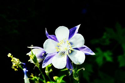 Close-up of purple flower blooming outdoors