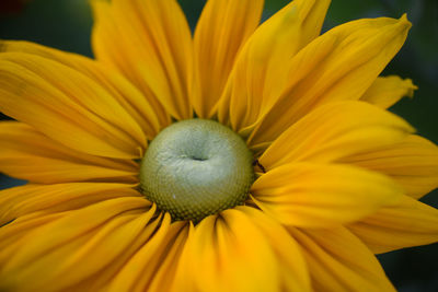 Close-up of yellow flower