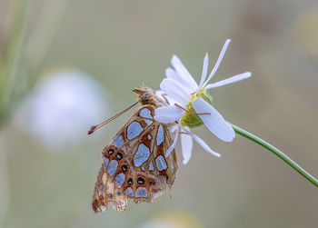 Close-up of butterfly pollinating on flower