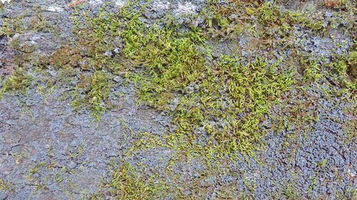 Full frame shot of lichen on grass