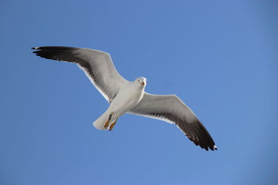 Low angle view of seagull flying