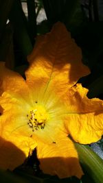 Close-up of yellow flower