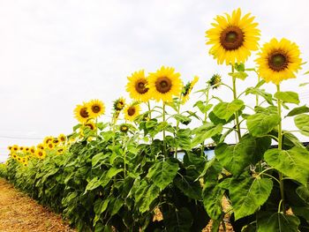 Close-up of sunflower