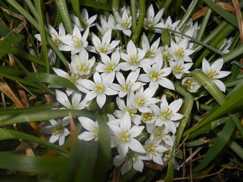 Close-up of white flowers