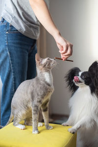 Full length of cat standing on floor