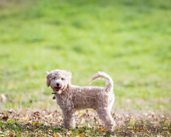 Portrait of poochon puppy standing with tail up on green grass in a park and looking into the camera