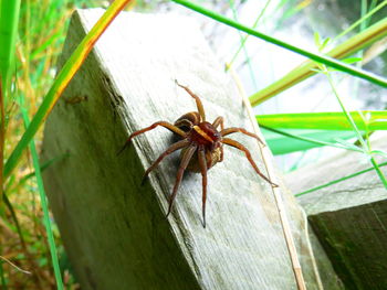 Close-up of insect