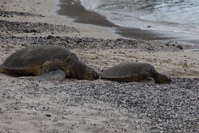 View of two turtle on beach