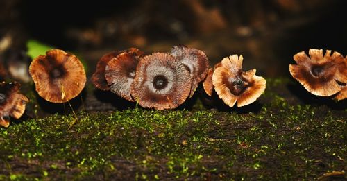 Close-up of mushrooms