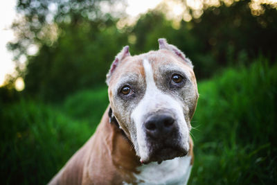 Close-up portrait of a dog