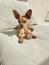 Portrait of a dog lying on bed