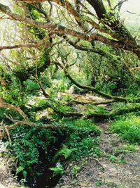 Trees growing in forest