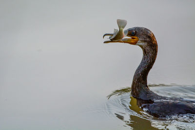 Bird in a lake