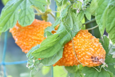 Close-up of orange fruits on leaves