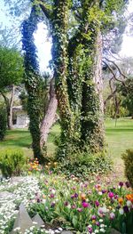 Close-up of plants against trees