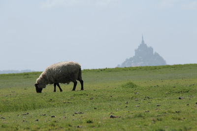 Sheep grazing in a field