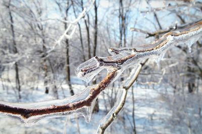 Close-up of ice on bare tree