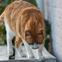 Close-up of ginger cat on footpath