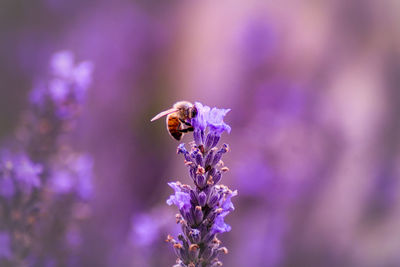 Close-up of bee on purple lavender 