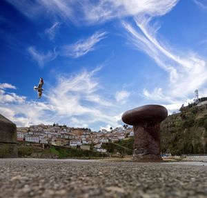 Seagull flying in city against sky