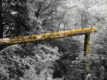 Yellow lizard on tree