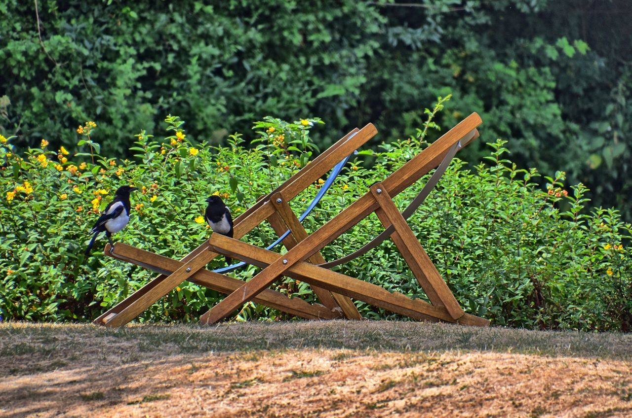 VIEW OF BIRD PERCHING ON WOOD