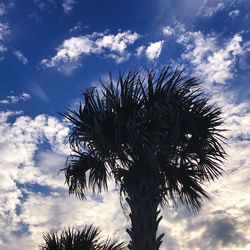 Low angle view of palm tree against sky