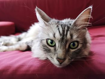 Close-up portrait of a beautiful cat