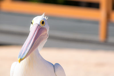 Close-up of bird