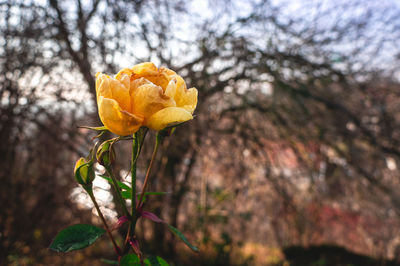 Close-up of yellow flowering plant