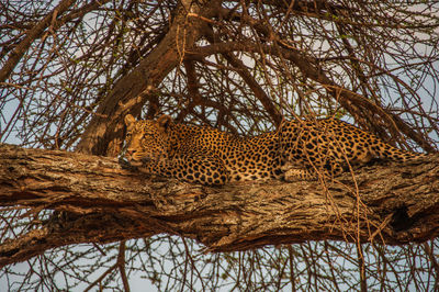 Leopard lying on tree trunk