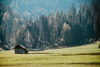 View of pine trees in field