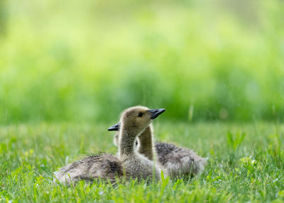 Two canada goose goslings lying in the grass in the rain.