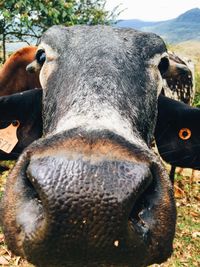 Close-up of an animal