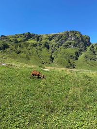 View of a horse on field