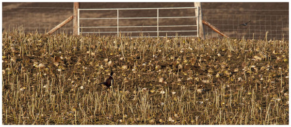 View of corn field
