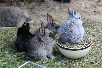 Close-up of rabbits on field