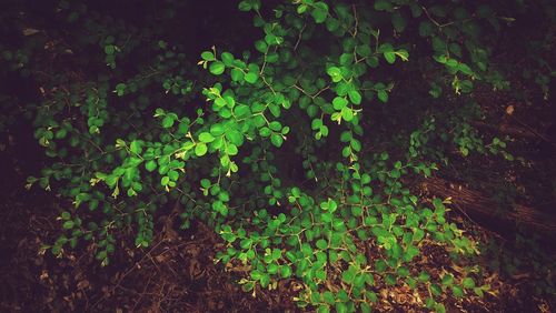 Plant growing on tree