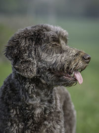 Close-up of a dog looking away