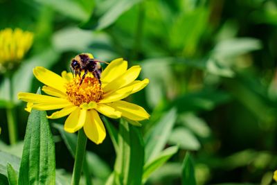 Bee pollinating flower