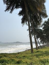 Scenic view of palm trees on beach against sky