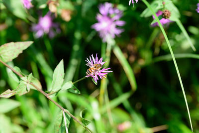 Close-up of purple flowers blooming outdoors