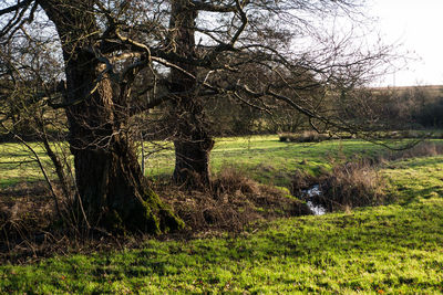 Trees in park